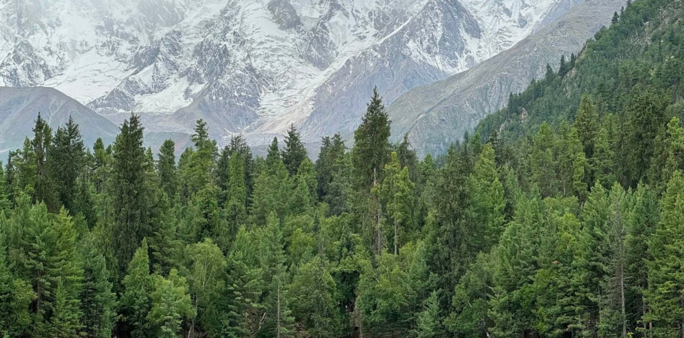 Wooden cottages at Fairy Meadows with Nanga Parbat mountain in the background