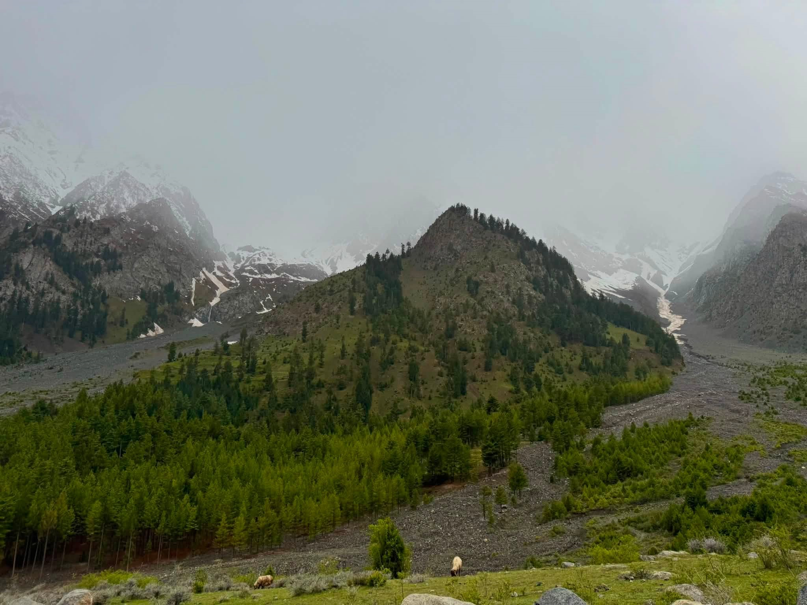 Turquoise Satrangi Lake surrounded by pine forest in Naltar Valley, Gilgit-Baltistan