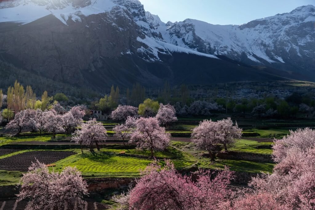 Pink and white apricot blossom trees with snow-capped Karakoram peaks in the background, Baltistan