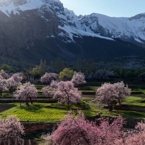 Pink and white apricot blossom trees with snow-capped Karakoram peaks in the background, Baltistan