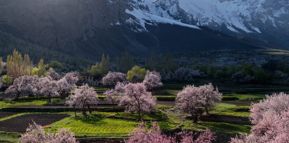 Pink and white apricot blossom trees with snow-capped Karakoram peaks in the background, Baltistan