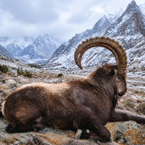 Himalayan ibex on a rocky mountainside in the Hushe Valley, Gilgit-Baltistan