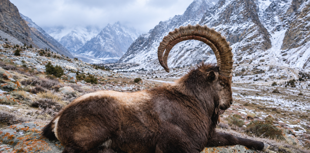 Himalayan ibex on a rocky mountainside in the Hushe Valley, Gilgit-Baltistan