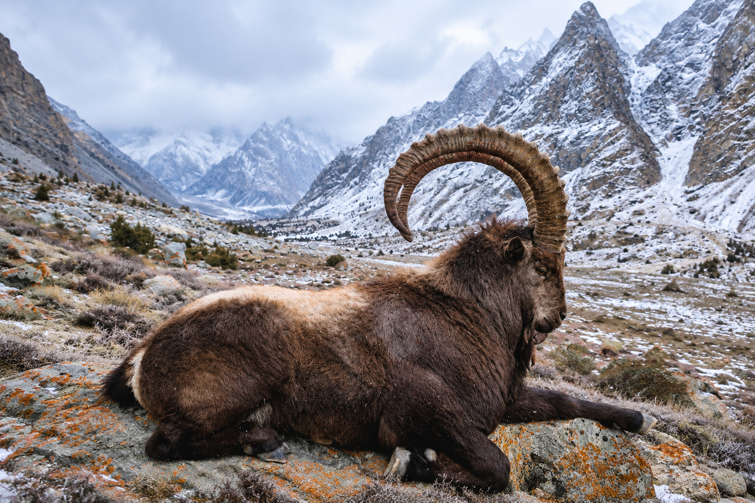 Himalayan ibex on a rocky mountainside in the Hushe Valley, Gilgit-Baltistan