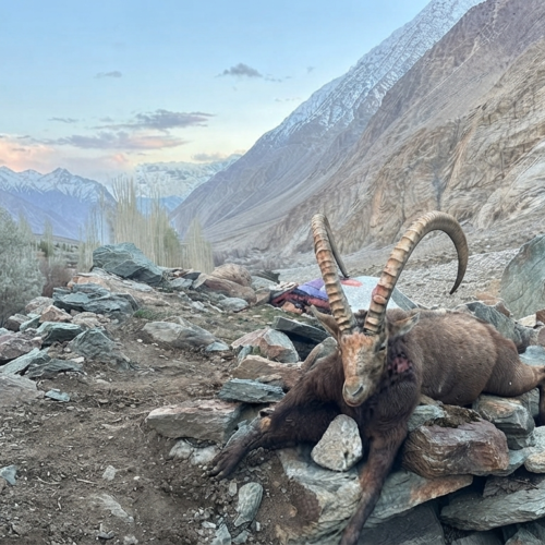 Himalayan ibex on a steep rocky slope near Kanday village, Hushe Valley, Gilgit-Baltistan
