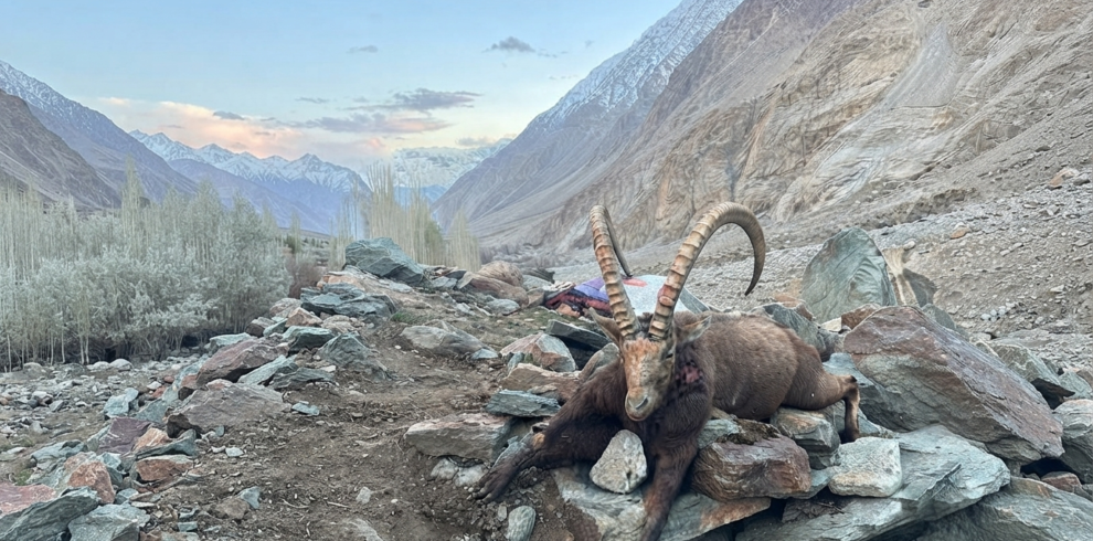 Himalayan ibex on a steep rocky slope near Kanday village, Hushe Valley, Gilgit-Baltistan
